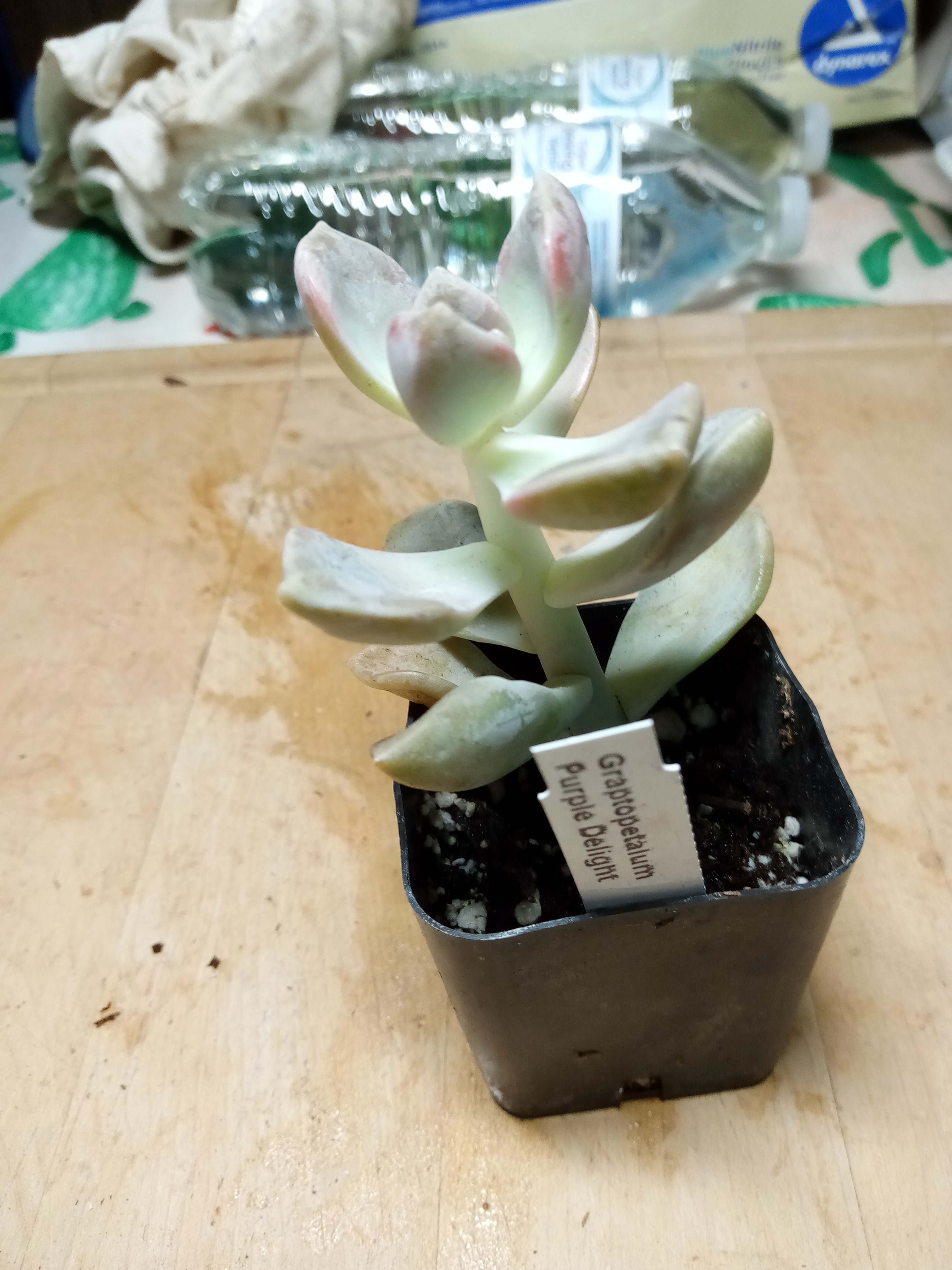 Graptopetalum Purple Delight'.jpg